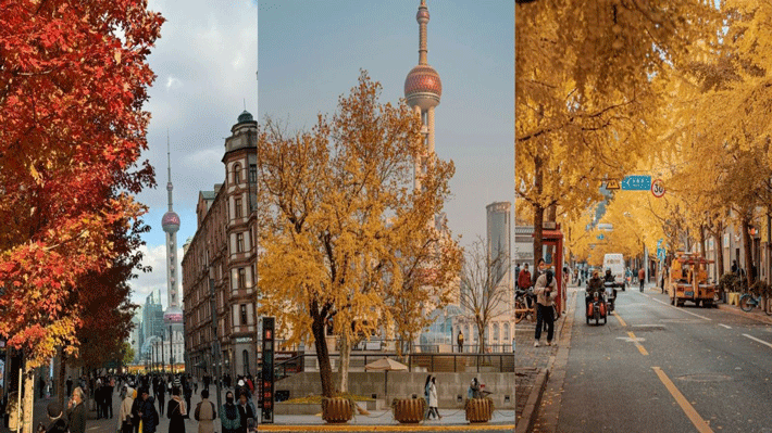 Mùa Thu Thượng Hải.