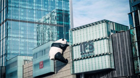 Gấu trúc trèo tường