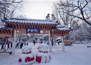 Tour Hàn Quốc 5N5Đ: HCM - Busan - Daegu - Seoul - Làng Bích Họa Gamcheon - Đảo Nami