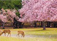 Tour Tết Nhật Bản 6N5Đ: HCM - Tokyo - Phú Sĩ - Nagoya - Kyoto - Osaka - Trượt Tuyết Fujiten