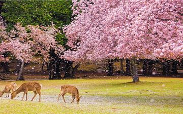 Tour Tết Nhật Bản 6N5Đ: HCM - Tokyo - Phú Sĩ - Nagoya - Kyoto - Osaka - Trượt Tuyết Fujiten