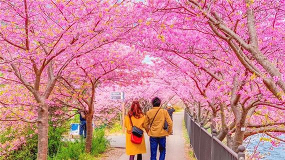 Dạo bước dưới  trời hoa anh đào