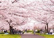 Tour Nhật Bản 6N5Đ: Hà Nội - Osaka - Kyoto - Nagoya - Tokyo - Hoa Anh Đào