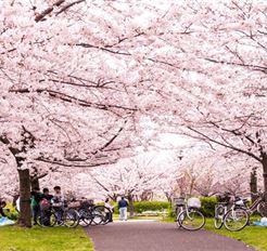 Tour Nhật Bản 6N5Đ: Hà Nội - Osaka - Kyoto - Nagoya - Tokyo - Hoa Anh Đào