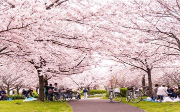 Tour Nhật Bản 6N5Đ: Hà Nội - Osaka - Kyoto - Nagoya - Tokyo - Hoa Anh Đào