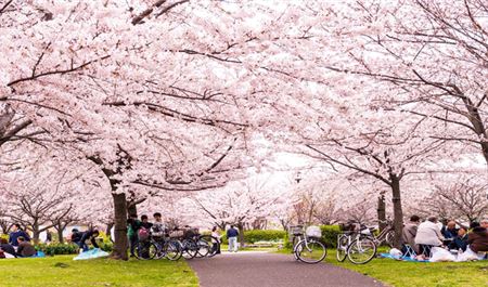 Tour Nhật Bản 6N5Đ: Hà Nội - Osaka - Kyoto - Nagoya - Tokyo - Hoa Anh Đào