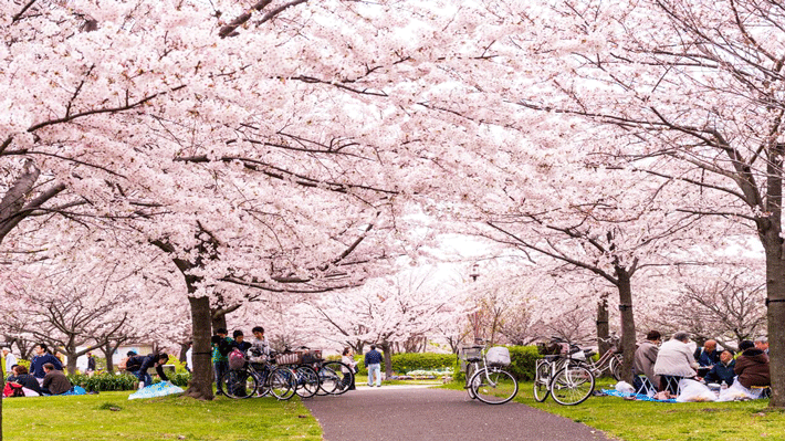 Hoa anh đào Nhật Bản.