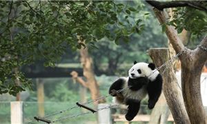 Gấu trúc Trùng Khánh