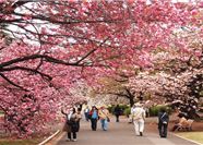 Tour Tết Nhật Bản 6N5Đ: Hà Nội - Tokyo - Phú Sĩ - Kyoto - Osaka