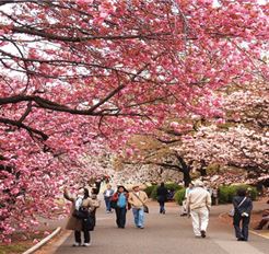 Tour Tết Nhật Bản 6N5Đ: Hà Nội - Tokyo - Phú Sĩ - Kyoto - Osaka