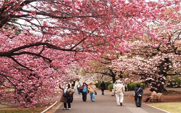 Tour Tết Nhật Bản 6N5Đ: Hà Nội - Tokyo - Phú Sĩ - Kyoto - Osaka