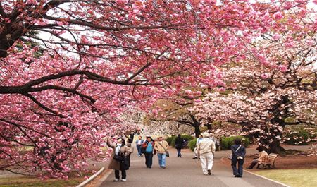 Tour Tết Nhật Bản 6N5Đ: Hà Nội - Tokyo - Phú Sĩ - Kyoto - Osaka