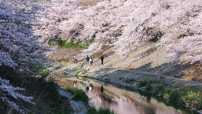 Ngắm hoa anh đào ở Shikinomichi