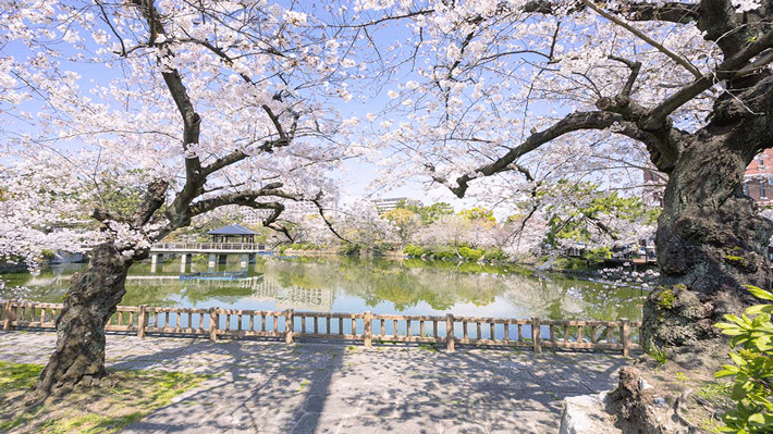 Ngắm hoa anh đào ở Tsuruma