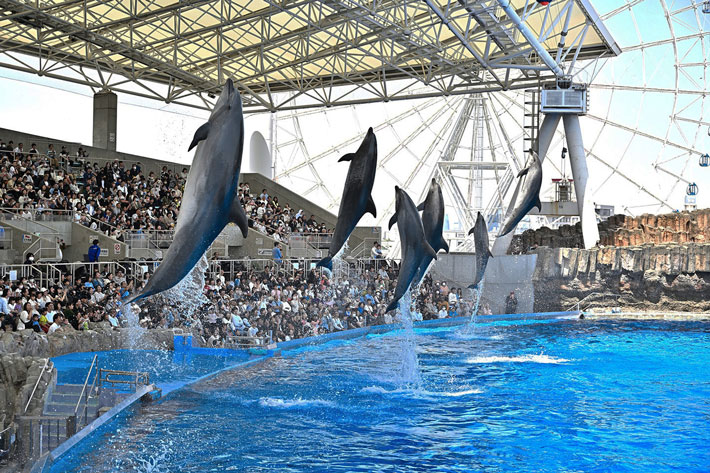 Biểu diễn cá heo ngoài trời.