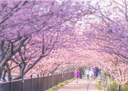 Tour Tết Nhật Bản 5N5Đ: HCM - Osaka - Trượt Tuyết Fujiten - Lễ Hội Hoa Anh Đào