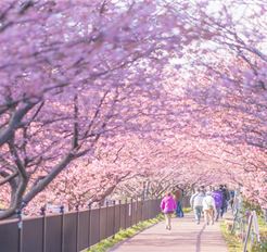 Tour Tết Nhật Bản 5N5Đ: HCM - Osaka - Trượt Tuyết Fujiten - Lễ Hội Hoa Anh Đào