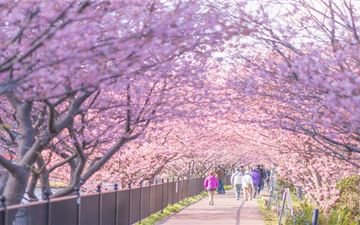 Tour Tết Nhật Bản 5N5Đ: HCM - Osaka - Trượt Tuyết Fujiten - Lễ Hội Hoa Anh Đào