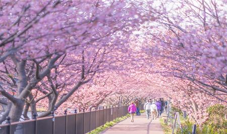 Tour Tết Nhật Bản 5N5Đ: HCM - Osaka - Trượt Tuyết Fujiten - Lễ Hội Hoa Anh Đào