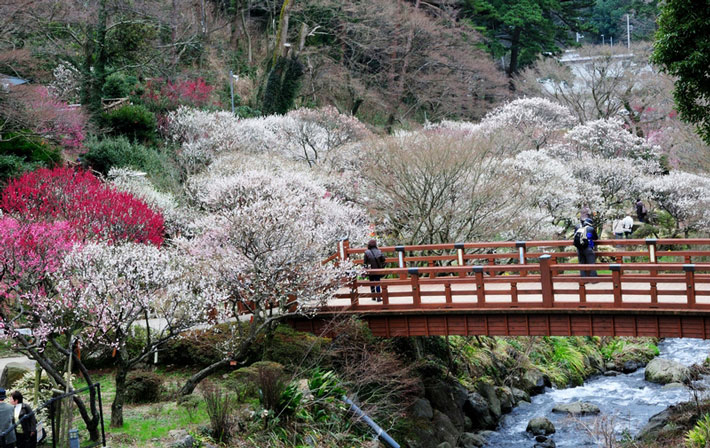 Ngắm Hoa Mơ Atami Baien