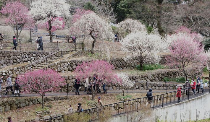 Ngắm Hoa Mơ Atami Baien