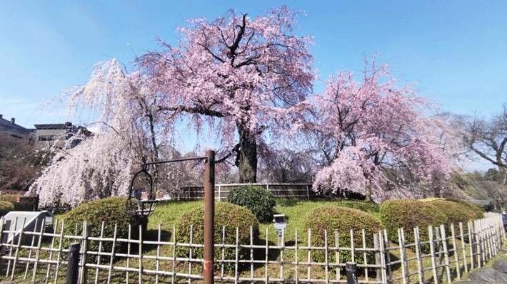 Công viên Maruyama