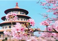 Tour Đài Loan 5N4Đ: Hà Nội - Đài Bắc - Đài Trung - Cao Hùng - Hoa Anh Đào