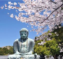 Tour Nhật Bản Hoa Anh Đào 5N5Đ: HCM - Tokyo - Đại Phật Kamakura - Công Viên Ueno - Núi Phú Sĩ