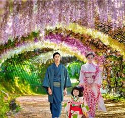 Tour Nhật Bản 6N5Đ: Hà Nội - Tokyo - Phú Sĩ - Kyoto - Osaka - Hoa Tử Đằng