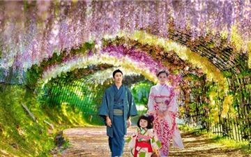 Tour Nhật Bản 6N5Đ: Hà Nội - Tokyo - Phú Sĩ - Kyoto - Osaka - Hoa Tử Đằng