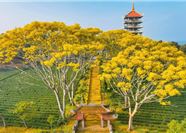 Tour Đà Lạt 3N3Đ: HCM - Happy Hill - KDL Mongo land - Trại Mát - Tu Viện Bát Nhã