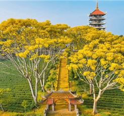 Tour Tết Đà Lạt 3N3Đ: HCM - Happy Hill - KDL Mongo land - Trại Mát - Tu Viện Bát Nhã