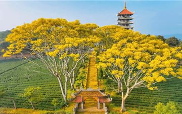 Tour Đà Lạt 3N3Đ: HCM - Happy Hill - KDL Mongo land - Trại Mát - Tu Viện Bát Nhã