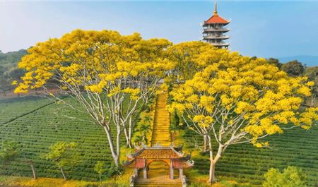 Tour Tết Đà Lạt 3N3Đ: HCM - Happy Hill - KDL Mongo land - Trại Mát - Tu Viện Bát Nhã