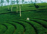 Tour Tết Đà Lạt 3N2Đ: HCM - Puppy Farm - Đồi Chè Phước Lạc - Free Day