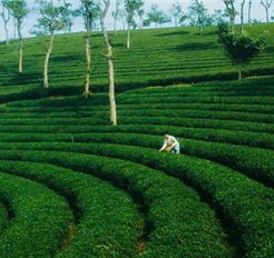 Tour Tết Đà Lạt 3N2Đ: HCM - Puppy Farm - Đồi Chè Phước Lạc - Free Day