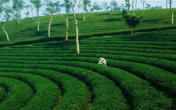 Tour Lễ Đà Lạt 3N2Đ: HCM - Puppy Farm - Đồi Chè Phước Lạc - Free Day