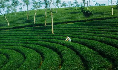 Tour Tết Đà Lạt 3N2Đ: HCM - Puppy Farm - Đồi Chè Phước Lạc - Free Day