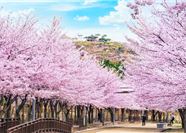 Tour Hàn Quốc 5N4Đ: Hà Nội - Seoul - Nami - Everland - Công Viên Yeouido - Thư Viện Sách