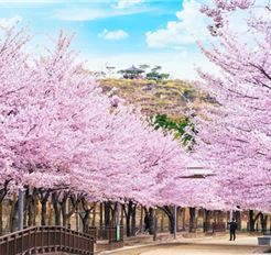 Tour Hàn Quốc 5N4Đ: Hà Nội - Seoul - Nami - Everland - Công Viên Yeouido - Thư Viện Sách
