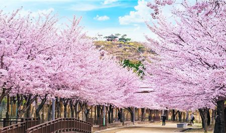 Tour Hàn Quốc 5N4Đ: Hà Nội - Seoul - Nami - Everland - Công Viên Yeouido - Thư Viện Sách