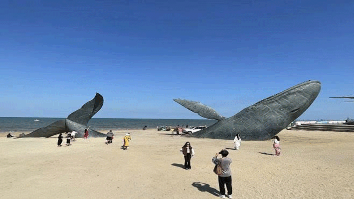 Cá voi cô đơn tại Golden Beach, Yên Đài.