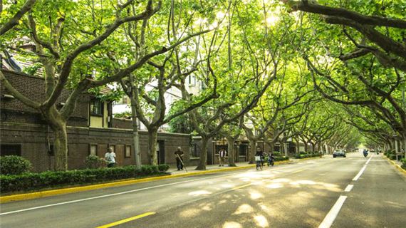 Đại lộ ngô đồng