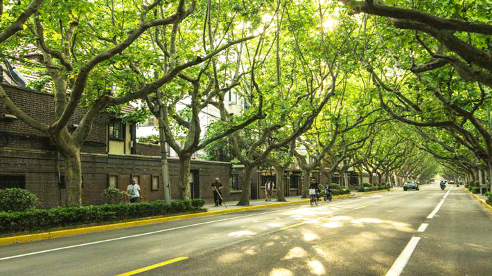 Đại lộ ngô đồng