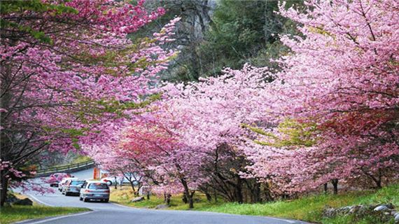 Hoa Anh Đào Vũ Hán