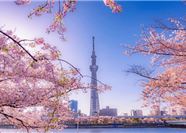 Tour Nhật Bản Hoa Anh Đào 6N6Đ: HCM - Tokyo - Nagoya - Kyoto - Osaka