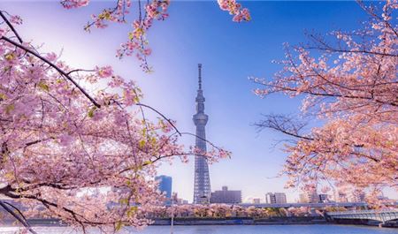 Tour Nhật Bản Hoa Anh Đào 6N6Đ: HCM - Tokyo - Nagoya - Kyoto - Osaka