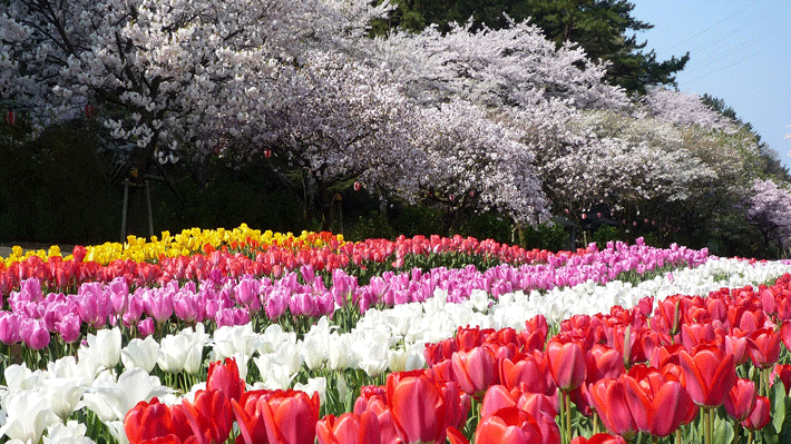 Săc hoa trong công viên Hamamatsu.