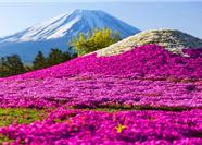 Tour Hoa Nhật Bản 6N5Đ: Hà Nội - Osaka - Kyoto - Phú Sĩ - Tokyo - Lễ Hội Hoa Chi Anh