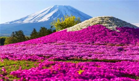 Tour Hoa Nhật Bản 6N5Đ: Hà Nội - Osaka - Kyoto - Phú Sĩ - Tokyo - Lễ Hội Hoa Chi Anh